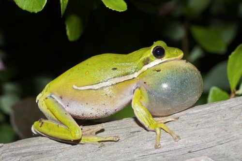 tree frogs in texas sound