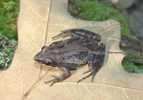 Southern chorus frog