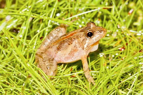 Southern cricket frog