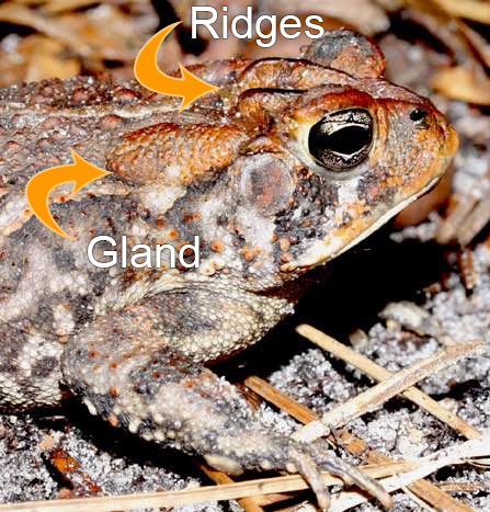 Southern toad