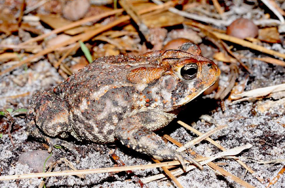 Southern toad