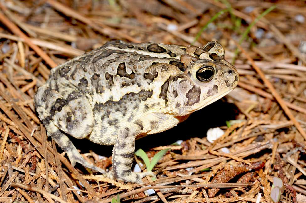 Southern toad