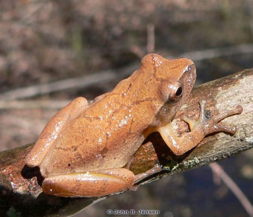 Spring peeper