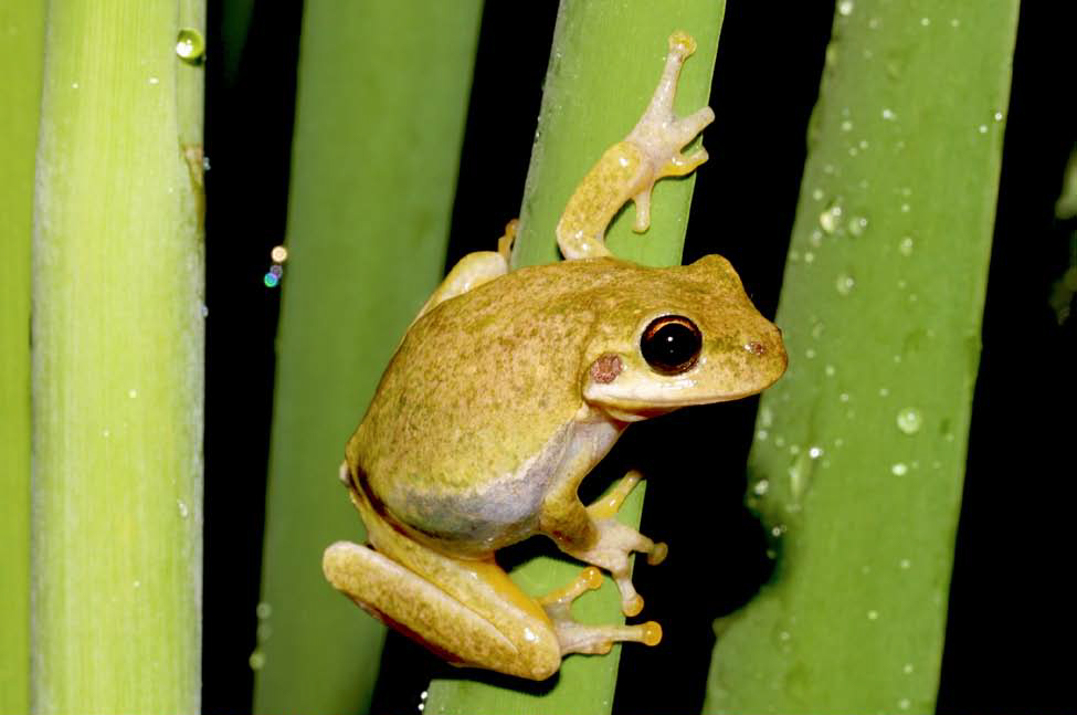 Squirrel Tree Frog 