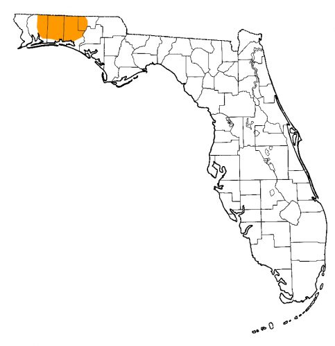 Florida map, Pine barrens treefrog