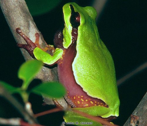 Pine barrens treefrog