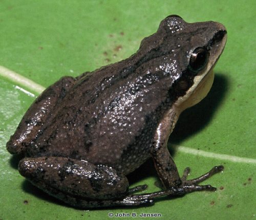 Upland chorus frog