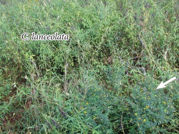 Crotalaria/Bella Moth/Sourakov photo