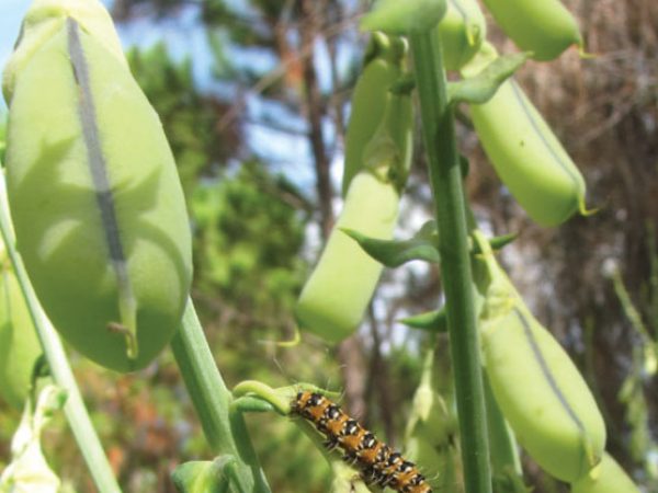 Crotalaria/Bella Moth/Sourakov photo