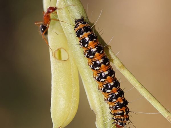 Crotalaria/Bella Moth/Sourakov photo