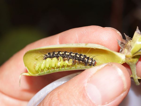 Crotalaria/Bella Moth/Sourakov photo