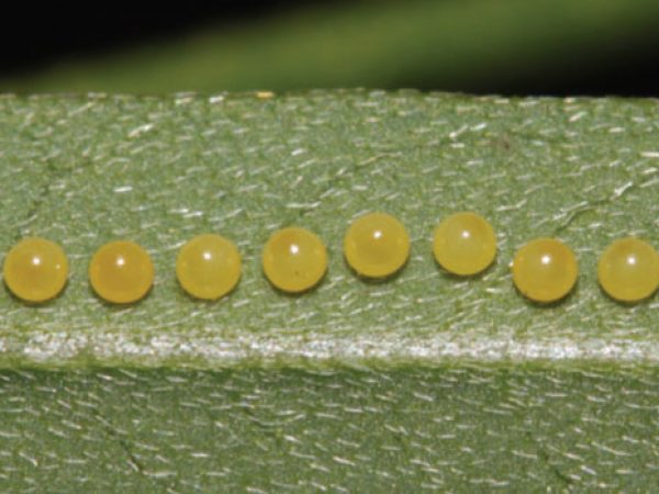 Crotalaria/Bella Moth/Sourakov photo