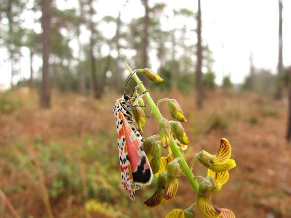 Crotalaria/Bella Moth/Sourakov photo