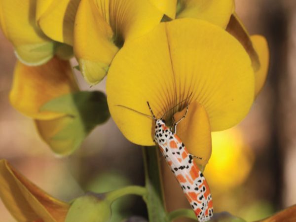 Crotalaria/Bella Moth/Sourakov photo