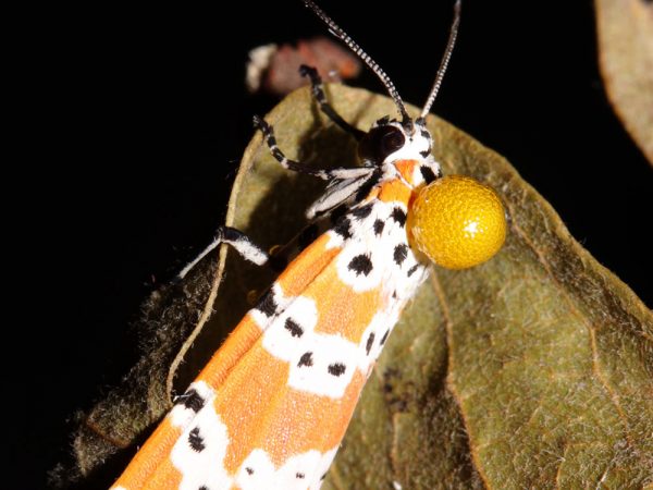 Crotalaria/Bella Moth/Sourakov photo