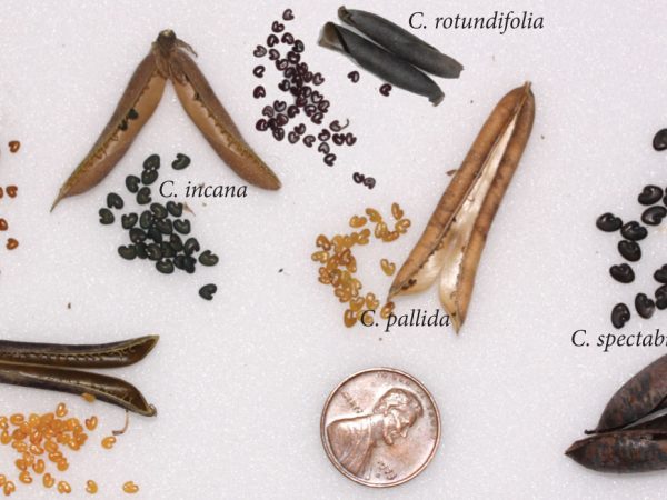 Crotalaria/Bella Moth/Sourakov photo