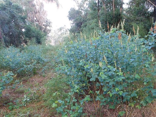 Crotalaria/Bella Moth/Sourakov photo