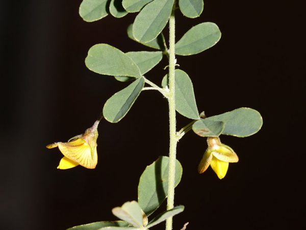 Crotalaria/Bella Moth/Sourakov photo
