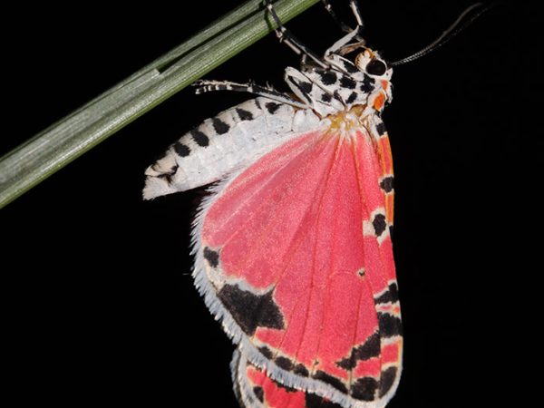 Crotalaria/Bella Moth/Sourakov photo