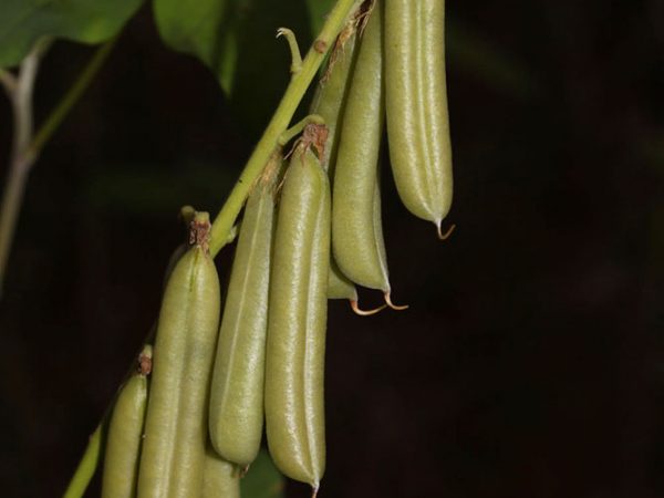 Crotalaria/Bella Moth/Sourakov photo
