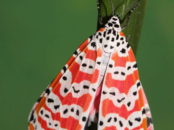 Crotalaria/Bella Moth/Sourakov photo