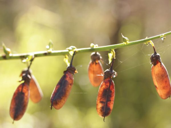 Crotalaria/Bella Moth/Sourakov photo