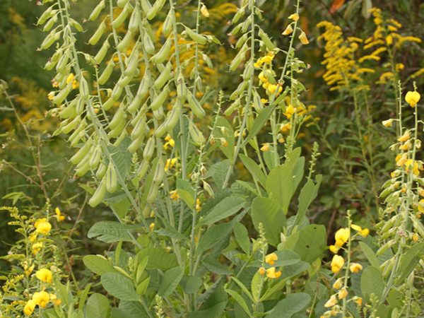 Crotalaria/Bella Moth/Sourakov photo