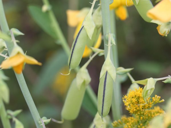 Crotalaria/Bella Moth/Sourakov photo