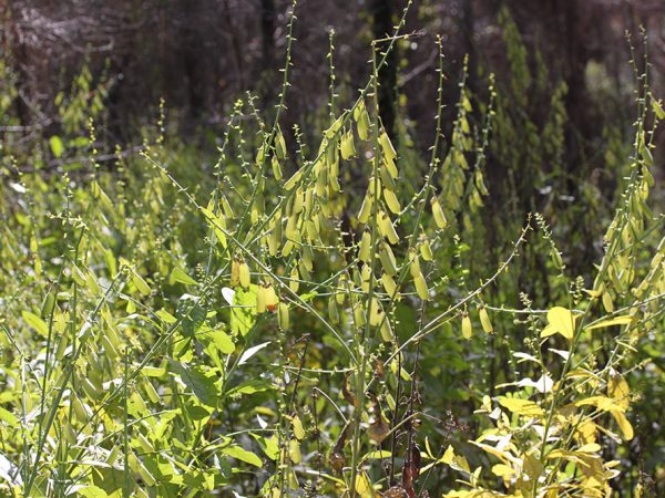 Crotalaria/Bella Moth/Sourakov photo