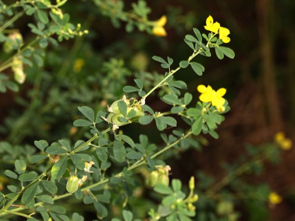 Crotalaria/Bella Moth/Sourakov photo