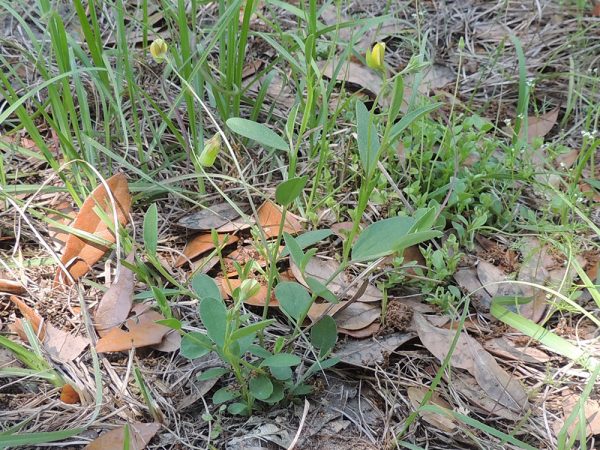 Crotalaria/Bella Moth/Sourakov photo