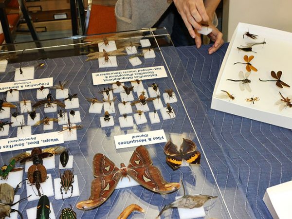 insects pinned to foam