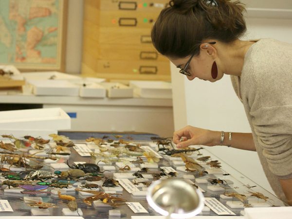 person arranging insects on plexiglass