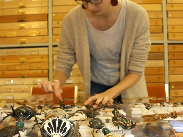 person arranging insects