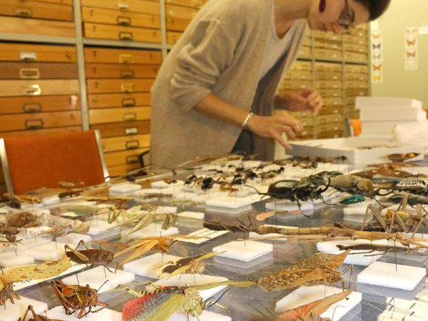 person arranging insects on plexiglass