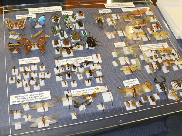 insects arranged on plexiglass