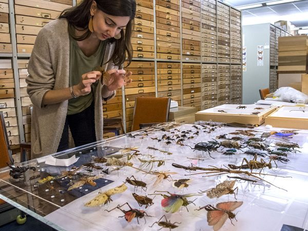 person placing insect on glue dots