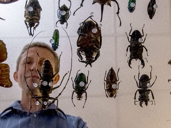 person looking at glued insects seen from below