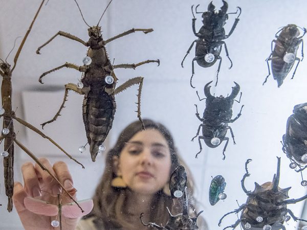person gluing insects seen from below