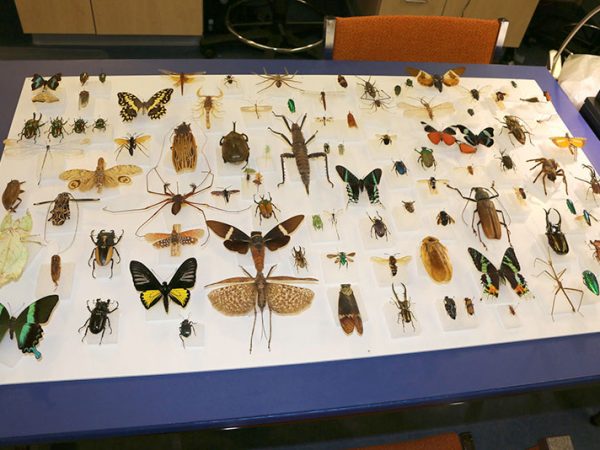 array of insects arranged in a case