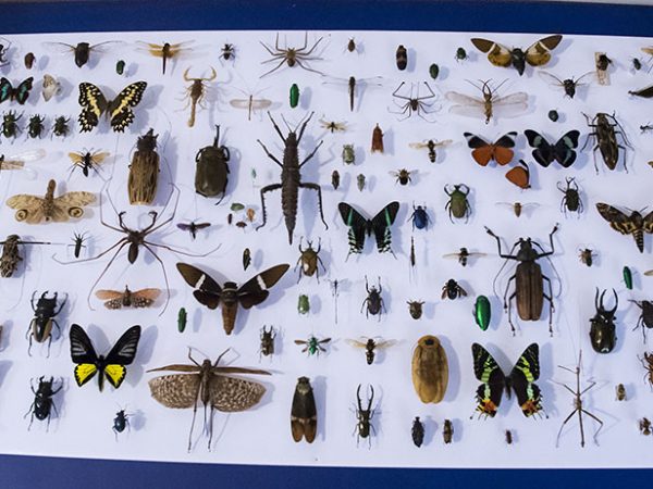 insects mounted on foam-core