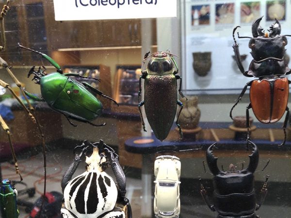 toy VW beetle next to real beetle specimens