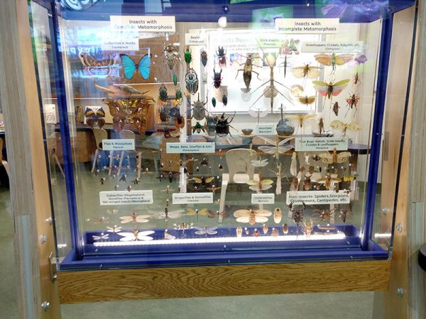 plexiglass installed in wood frame