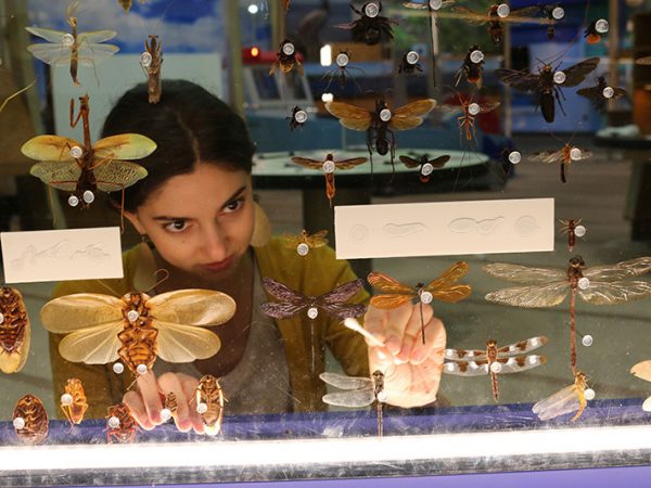 person cleaning plexiglass with cotton swab