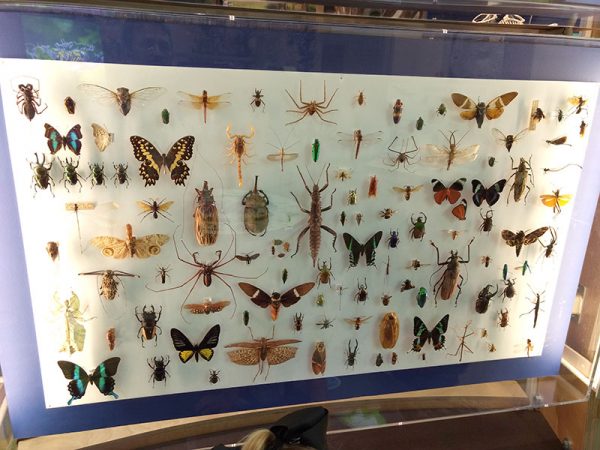 mounted insect board with clear lid