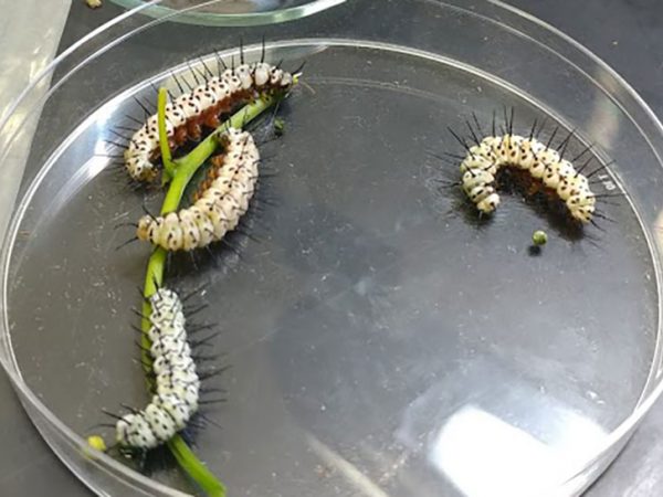 caterpillars in a clear dish