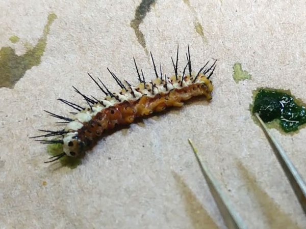 caterpillar specimen