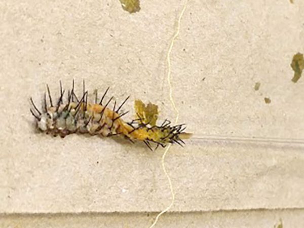 small tube inserted into caterpillar