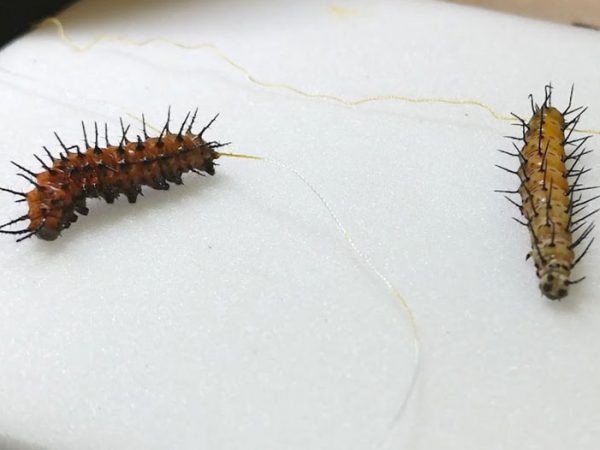 caterpillars tied with string