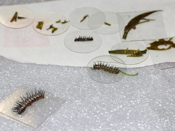 finished painted caterpillars